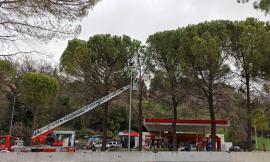 Macerata, rami pericolanti lungo via Mattei: Vigili del Fuoco in azione e strada chiusa
