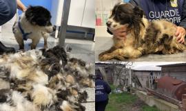 Chiusi al buio in una porcilaia per anni: Stella e Billy salvati dalle guardie zoofile, ora cercano casa