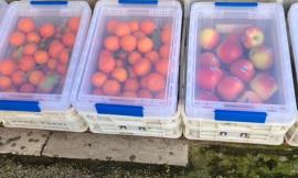 Macerata, igiene e sicurezza degli alimenti: ecco le cassette in plexiglass per gli ortofrutticoli