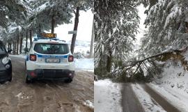 San Severino, la troppa neve fa cadere un albero in mezzo alla strada: chiusa via Bramante