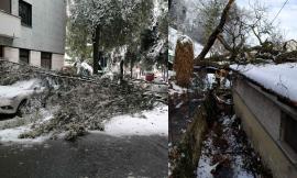 Neve nel Maceratese, alberi e rami caduti: circa 40 gli interventi dei Vigili del Fuoco. Danni e disagi (FOTO)