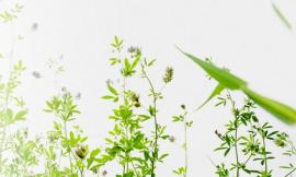 Green Social Club: il network Made in Marche protagonista a "M’Illumino di meno"