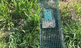 Morrovalle, sequestrata trappola illegale per la cattura di fauna selvatica