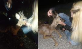 Capriolo sbuca in strada: travolto e abbandonato trova la salvezza nei passanti