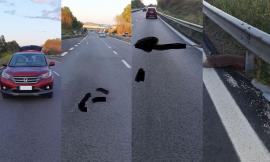 Macerata, è ancora allarme animali selvatici: capriolo investito lungo la superstrada
