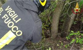 Un lupo preda di un laccio nel bosco: salvato dai Vigili del Fuoco, curato e rimesso in libertà (VIDEO)