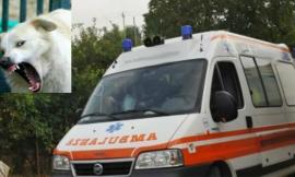 Montecassiano, maremmano azzanna il padrone alle braccia: 60enne finisce al pronto soccorso
