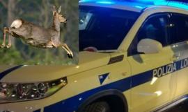 Macerata, auto travolge un capriolo sbucato all'improvviso: terzo episodio in due settimane