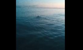 Avvistamento incredibile a Civitanova: un piccolo cerbiatto nuota in mare aperto