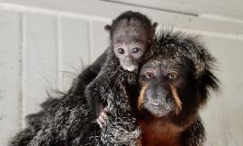 Riapre i battenti il Parco Zoo: è festa per la nascita di un cucciolo di scimmia saki