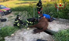 Resta con la zampa incastrata tra due lastre di calcestruzzo: cavallo liberato dai vigili del fuoco