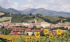 Allarme piccioni nelle Marche, a rischio la semina del girasole: campi del Maceratese i più colpiti
