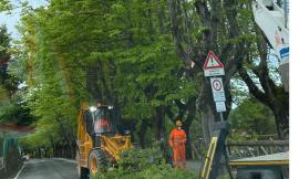 Cingoli, tigli pericolanti in viale della Carità: saranno abbattuti e piantumati di nuovo