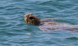 Civitanova, una tartaruga nuota tra i pescherecci: meraviglioso spettacolo della natura al molo