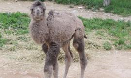 Fiocco azzurro al Parco Zoo per la nasciata di un baby cammello: totonome affidato ai social