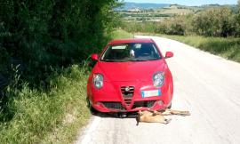 Tolentino, Alfa Romeo travolge e uccide capriolo in località Divina Pastora