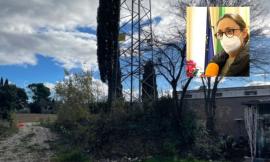 Macerata, epidemia nella colonia felina. Le associazioni animaliste: "L'assessore Laviano non ci ha coinvolto"