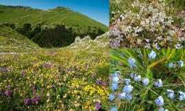 Sarnano, lo spettacolo della fioritura dei Piani di Ragnolo a Primavera: i Sibillini vestiti a festa