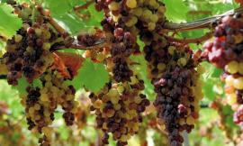 Vino passito, origini e usi del dolce nettare