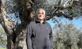 Un "oliveto storico" a Potenza Picena:  riconoscimento da Assam e Cnr
