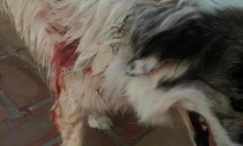 Potenza Picena, "I miei cani azzannati più volte da un lupo nell'arco di 20 giorni": l'allarme di un cittadino