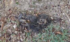 Macerata, carcassa di gatto al parco: "Fatte molte segnalazioni, ma nessuna risposta dal Comune"