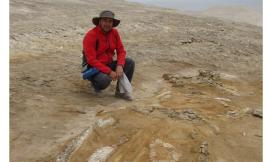 Svelata l'origine di uno dei più grandi giacimenti fossili di cetacei: geologo Unicam nel gruppo di ricerca