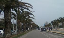 Cento nuove palme a Civitanova: "Obiettivo città più verde delle Marche"
