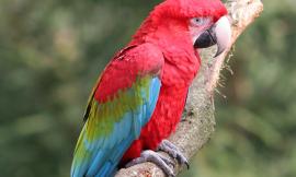 Petriolo, il pappagallo della vicina lo disturba, lui gli spara con la carabina: denunciato 75enne