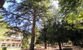 Tolentino, "No all'abbattimento degli alberi  del parco Lennon": 14 associazioni scrivono al sindaco