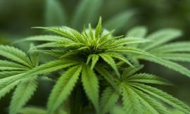 Referendum Cannabis: in meno di 48 ore raccolte 220mila firme
