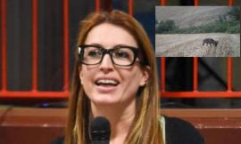 Potenza Picena, il Comune precisa: "La gabbia serve per catturare cani randagi, non lupi"