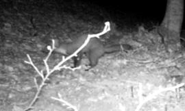 Parco dei Sbillini, è tornata la martora: animale ripreso in un video