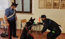 Spaccio di droga, unità cinofile dentro le scuole: controlli all'Istituto Agrario di Macerata