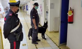 Civitanova, controlli antidroga nelle scuole e al Cuore Adriatico con le unità cinofile