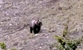 Orso sui Sibillini, l'ente Parco: "Animale non pericoloso, ma è importante non infastidirlo"