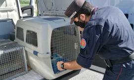 Maltrattamento di cani e gatti di proprietà: sequestrati dodici animali e denunciate due donne