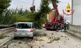 Un grosso albero cade su una Fiat Multipla in sosta: fortunatamente nessuno era a bordo
