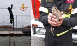 Beccaccia rimane incastrata nella rete di un campo da basket