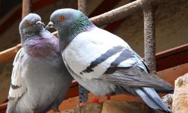 Troppi piccioni a Monte San Giusto: "arruolato" un falco per scacciarli