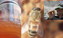 Un miele dei Sibillini tra i migliori dei Parchi dell'Appennino: è il "Millefiori" di Sergio Corridoni