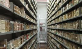 Camerino, riapre la sezione dell'archivio di Stato