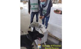 Maxi sequestro da 1,5 tonnellate di marijuana ad Ascoli Piceno: un arrestato e quattro denunciati