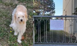 Boccone avvelenato in giardino, cagnolina salvata in extremis. I proprietari: "Gesto criminale"