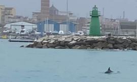 Visita inaspettata al porto di Civitanova: avvistato un delfino