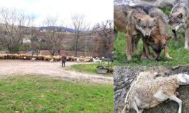 Valfornace, branco di lupi all'attacco: è strage di pecore. "Sempre più danni e pochi risarcimenti"