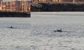 Civitanova, i delfini festeggiano il nuovo anno al molo Sud