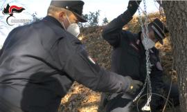 Voleva catturare i cinghiali, ma con le sue trappole illecite uccide un lupo: denunciato