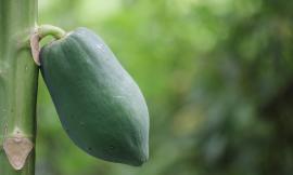 Dalla pitaya al Durion: quali sono i frutti esotici più strani (e buoni) del mondo