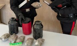 "C'è della droga sotto l'albero": dopo la segnalazione, i carabinieri trovano 800 grammi di marijuana